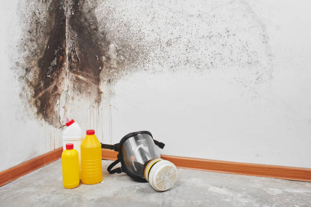 Best Home Mold Removal  in Camden, AR