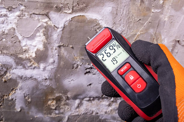Best Fast Mold Removal  in Camden, AR