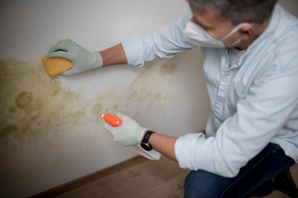 Best Mold Removal and Inspection  in Camden, AR