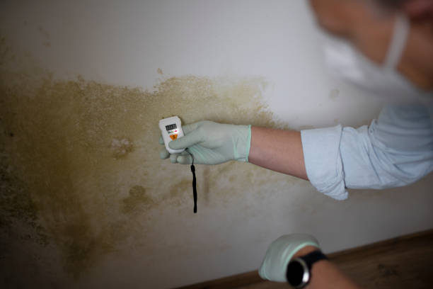 Best Professional Mold Removal  in Camden, AR