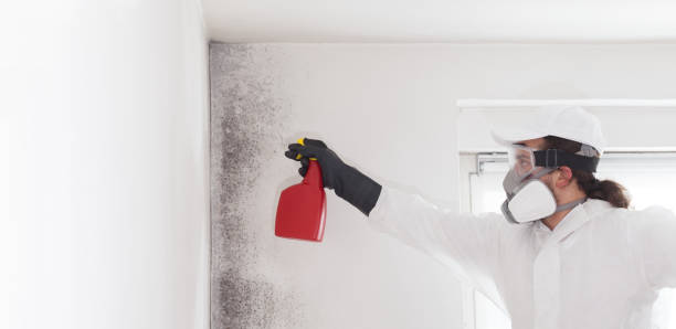 Best Black Mold Removal  in Camden, AR