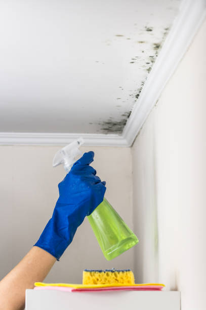 Best Local Mold Removal Service  in Camden, AR